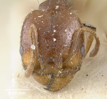 Media type: image;   Entomology 20725 Aspect: head frontal view